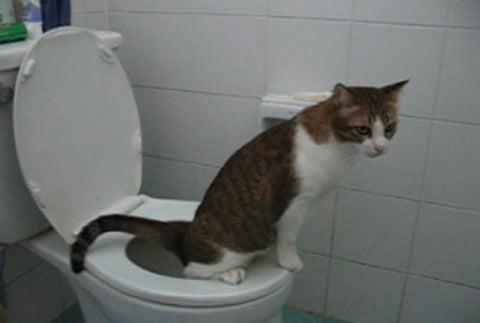 CitiKitty Cat Toilet Training Kit, One Pack