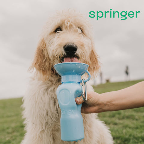 Springer Dog Water Bottle, Portable Travel Dispenser, Indigo